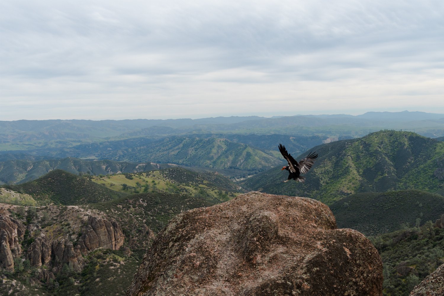 California condor in Pinnacles National Park