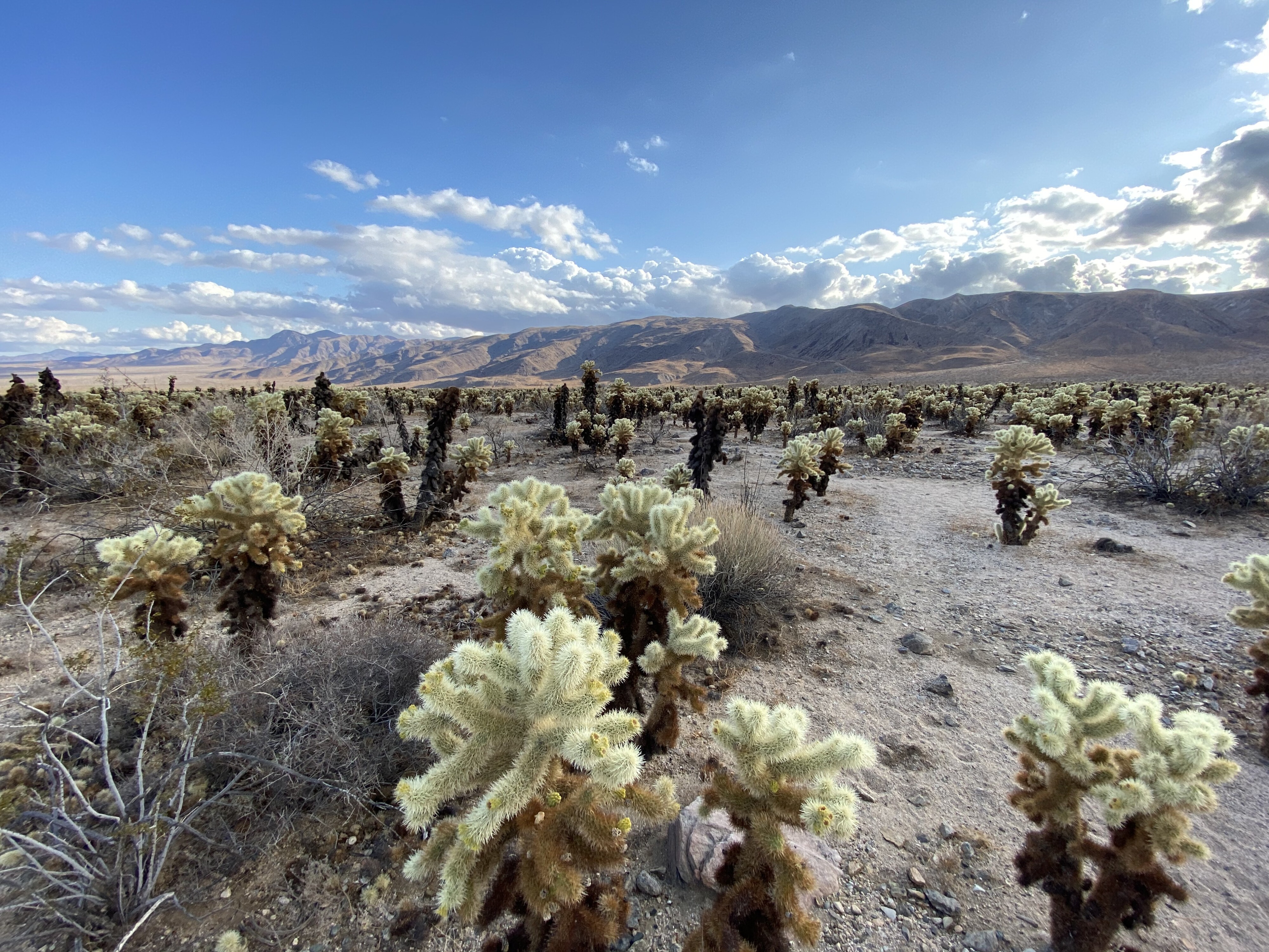 Cholla-Kakteen im Joshua Tree Park