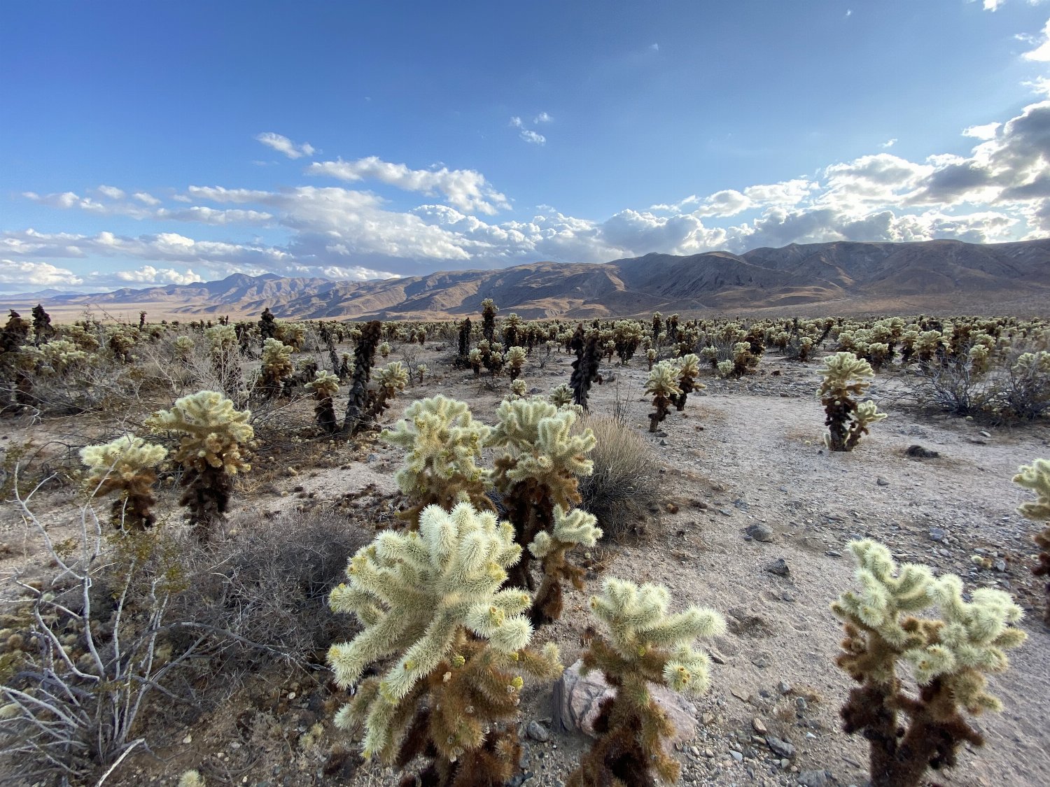 Cholla Cacti in Joshua Tree park