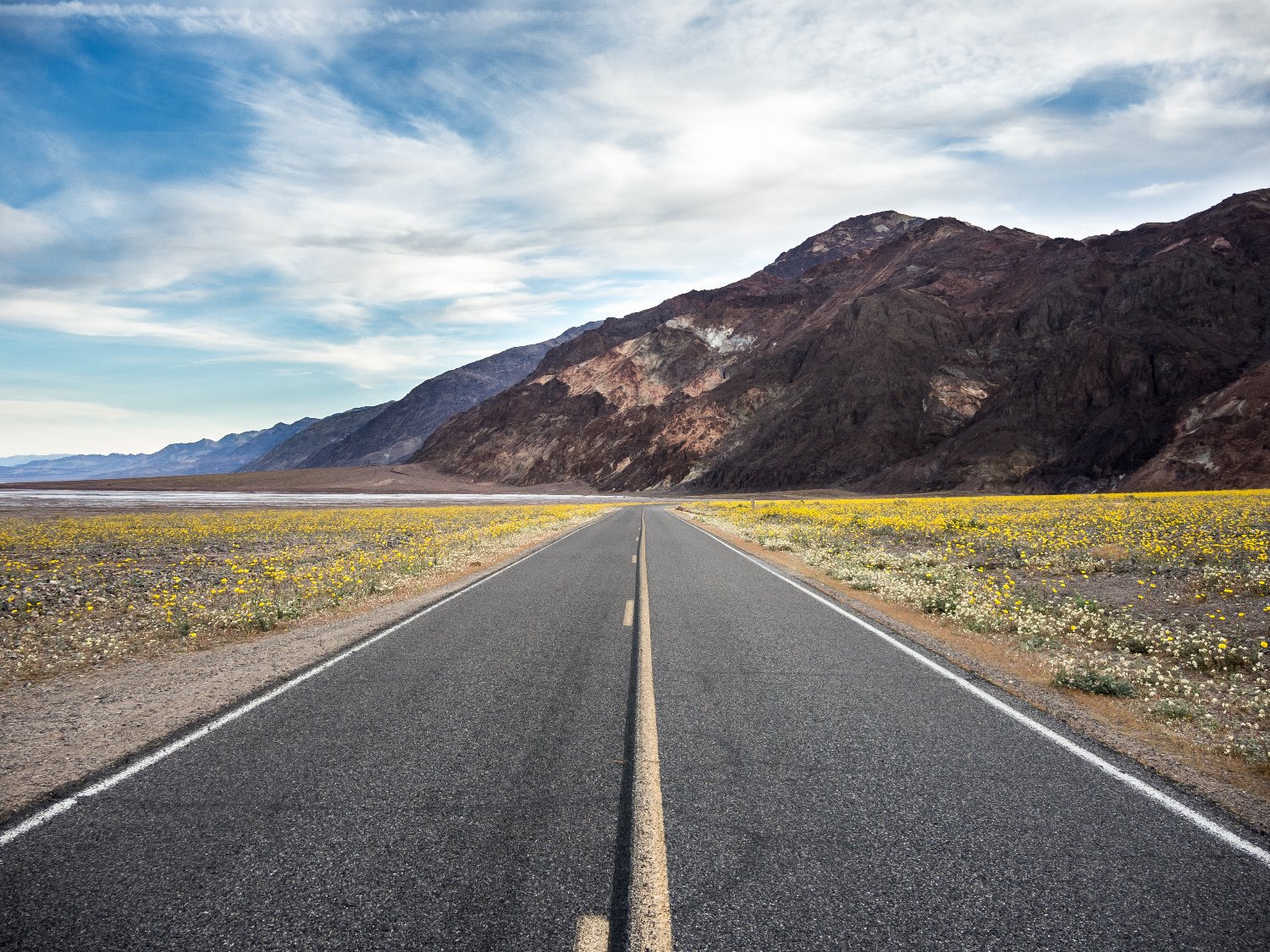 Road in Death Valley National Park with wildflower superbloom