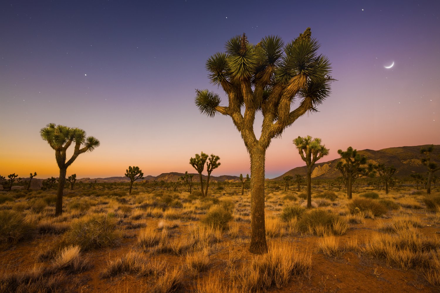 Yucca Palms in Joshua Tree