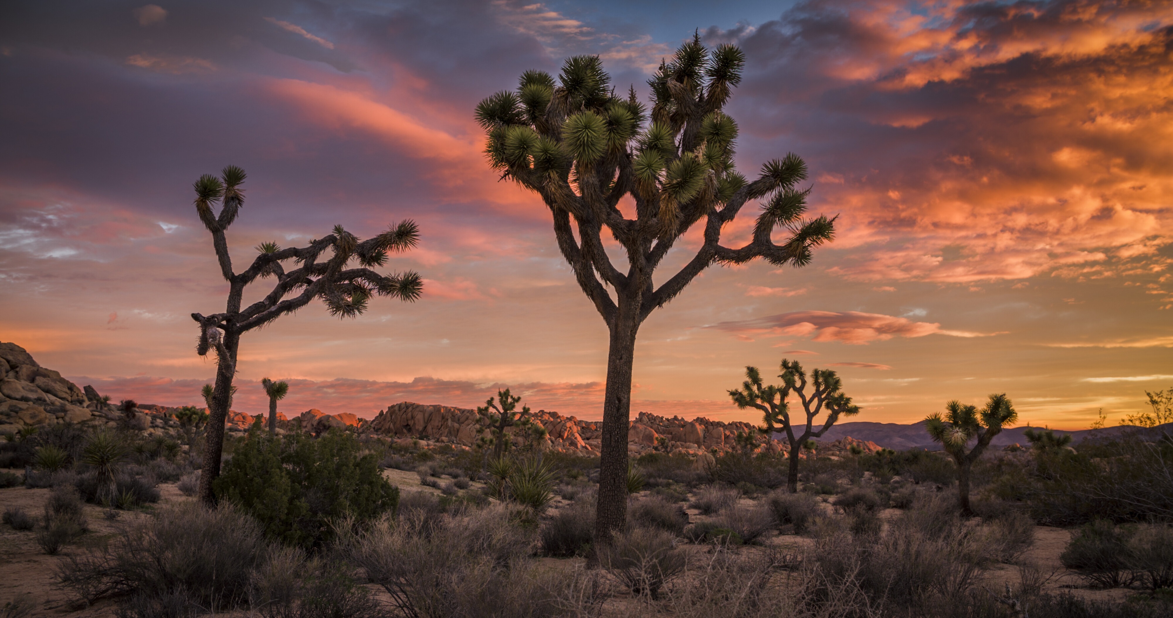 Yucca-Palmen im Joshua Tree Park