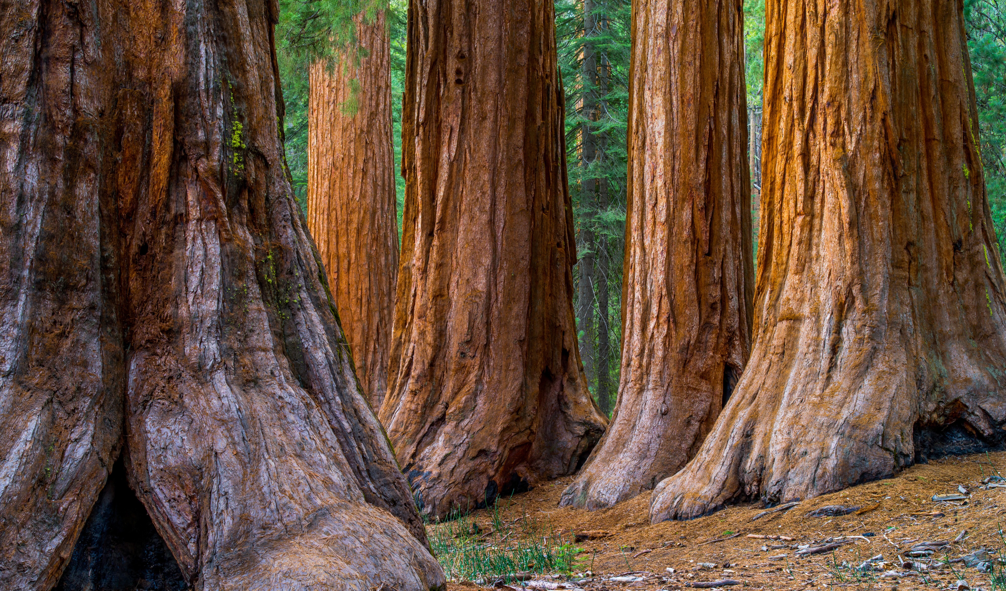 Mariposa Grove im Yosemite-Nationalpark