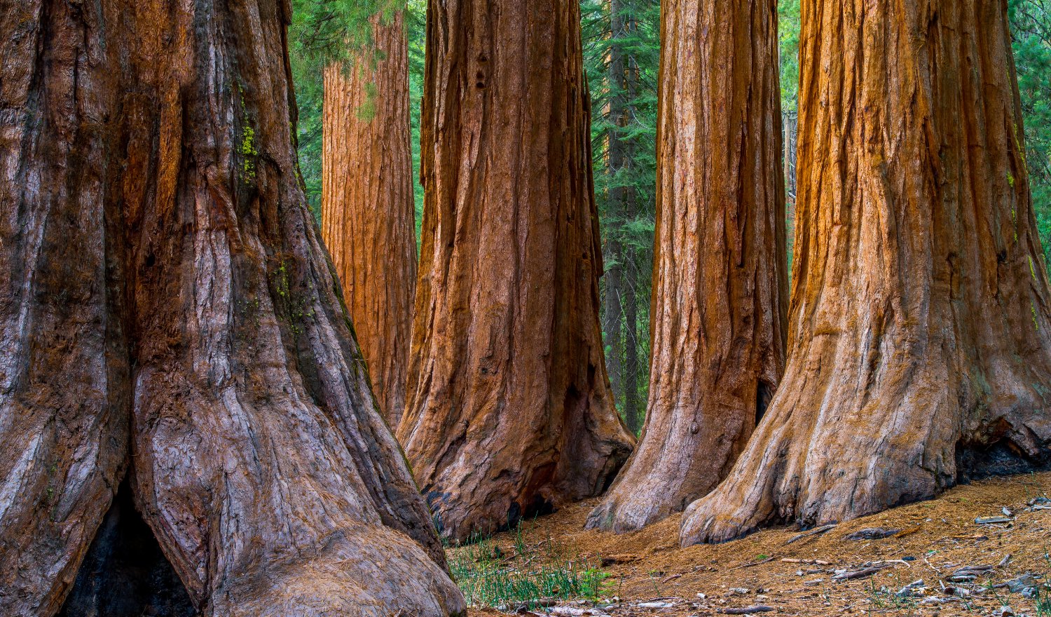 Mariposa Grove in Yosemite National Park