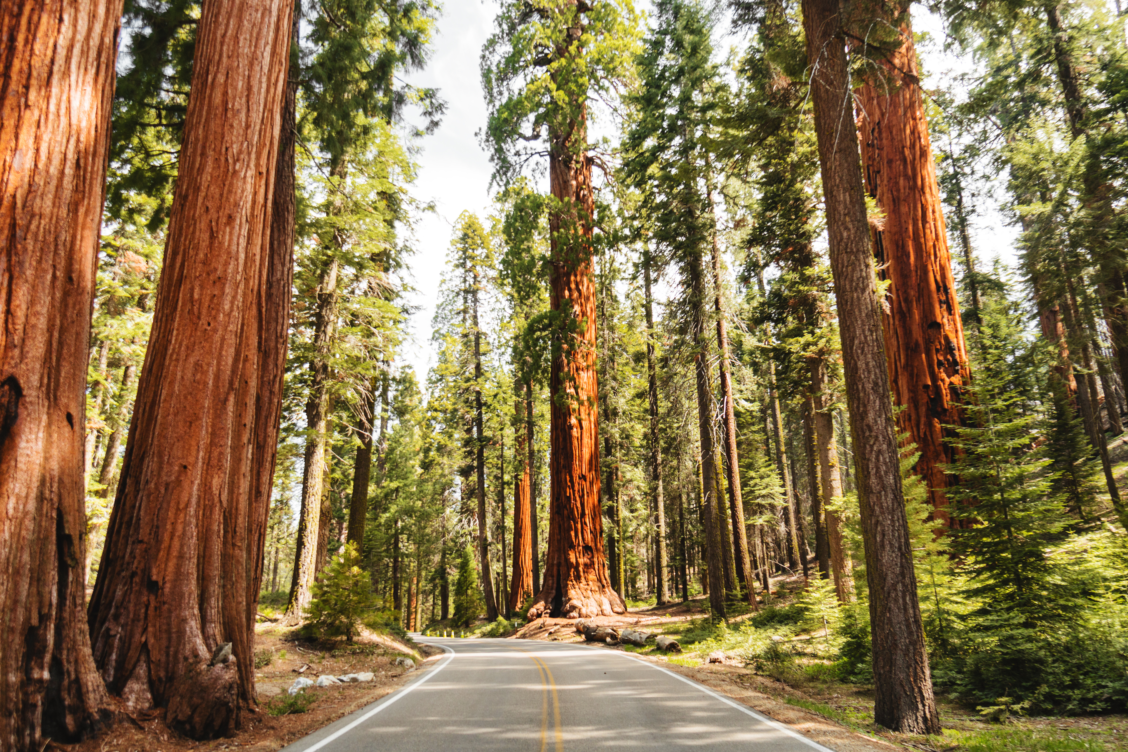 Forststraße durch den Redwood National Park