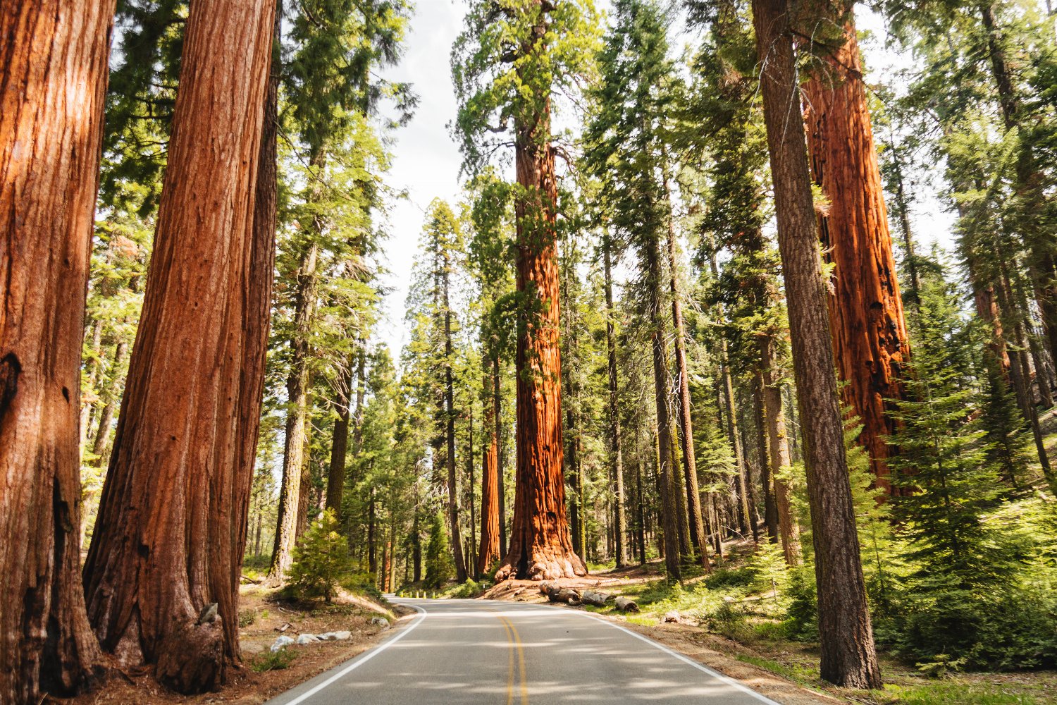 Explore Redwood National Park ROADS