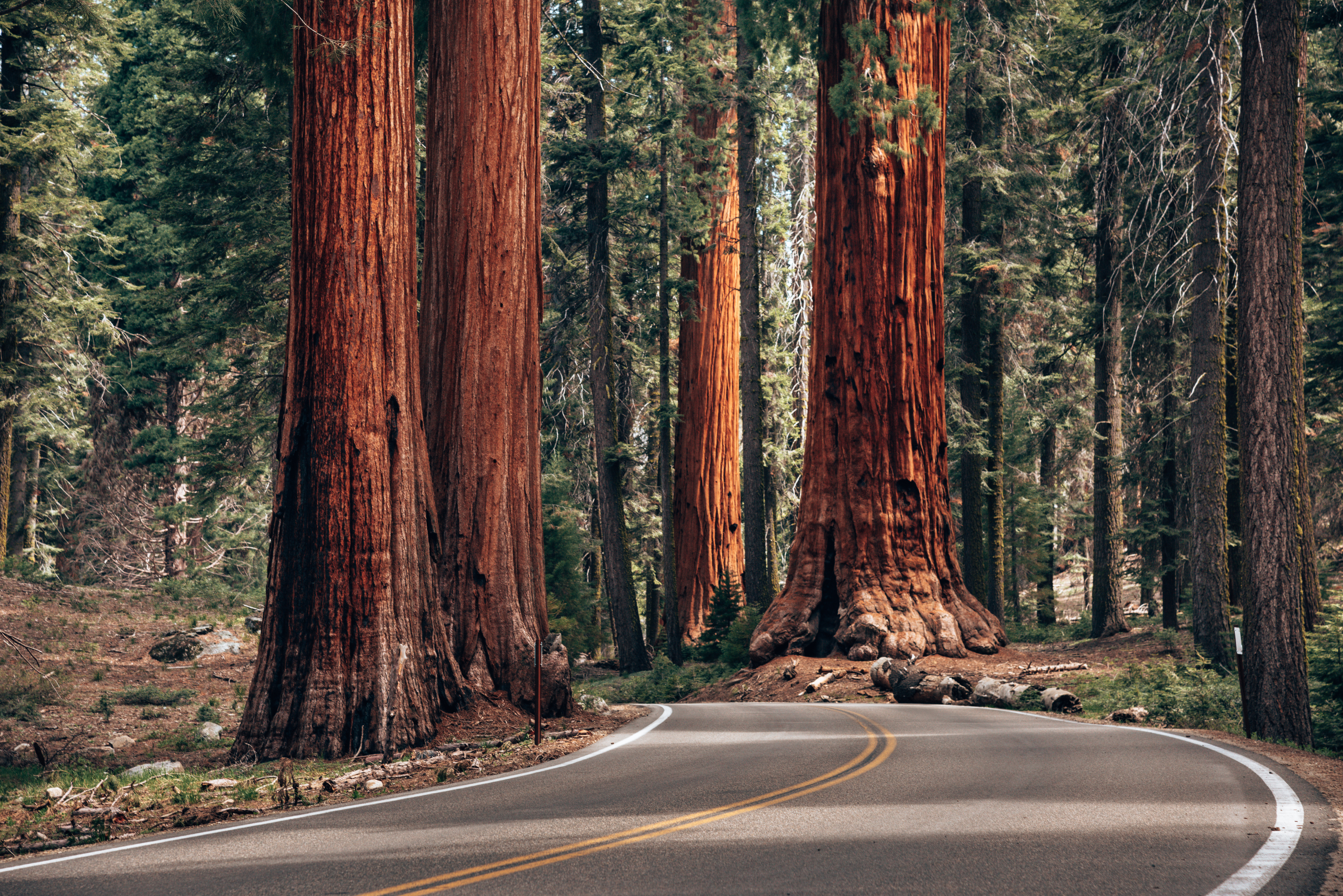 Riesenmammutbäume neben der Straße im Sequoia National Park