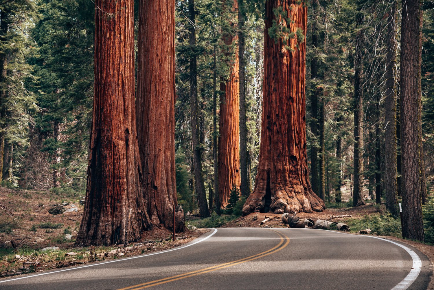 Giant sequoias next to road in Sequoia National Park