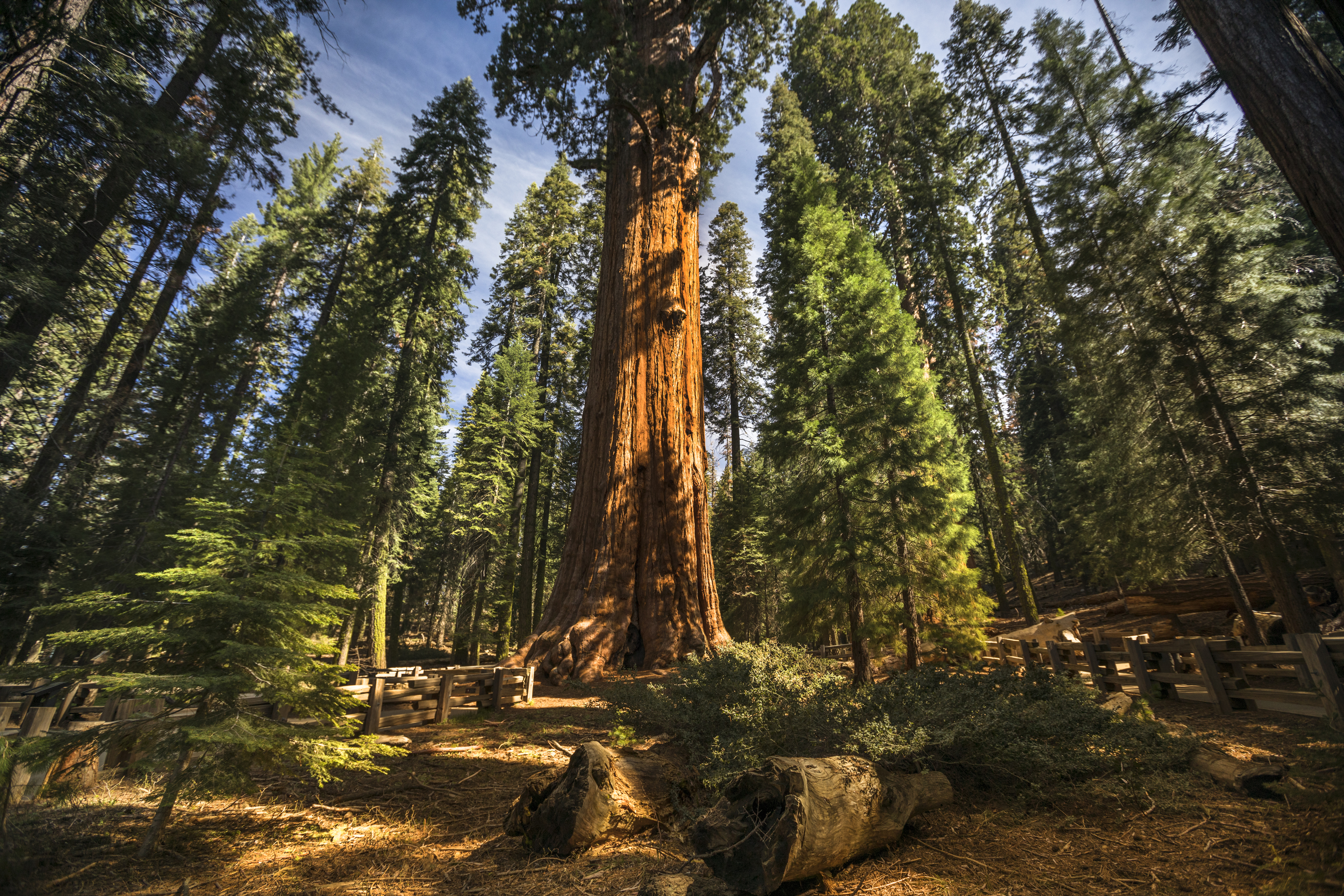 General-Sherman-Baum im Sequoia-Nationalpark