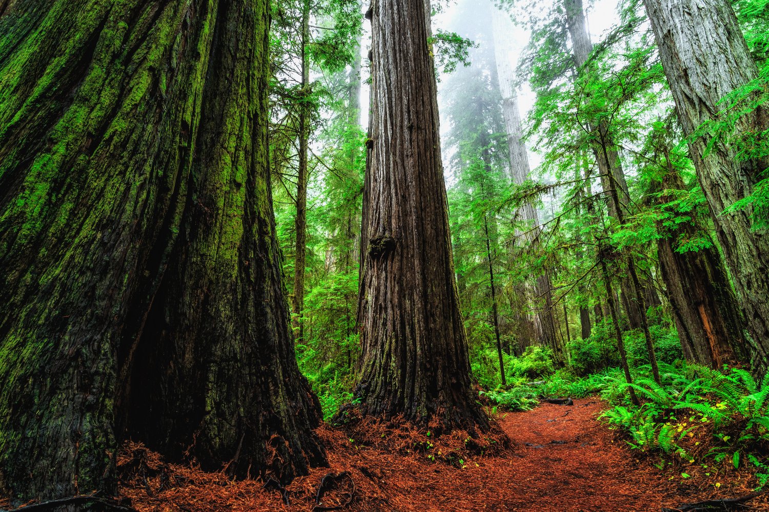 Coast redwoods in Stout Grove