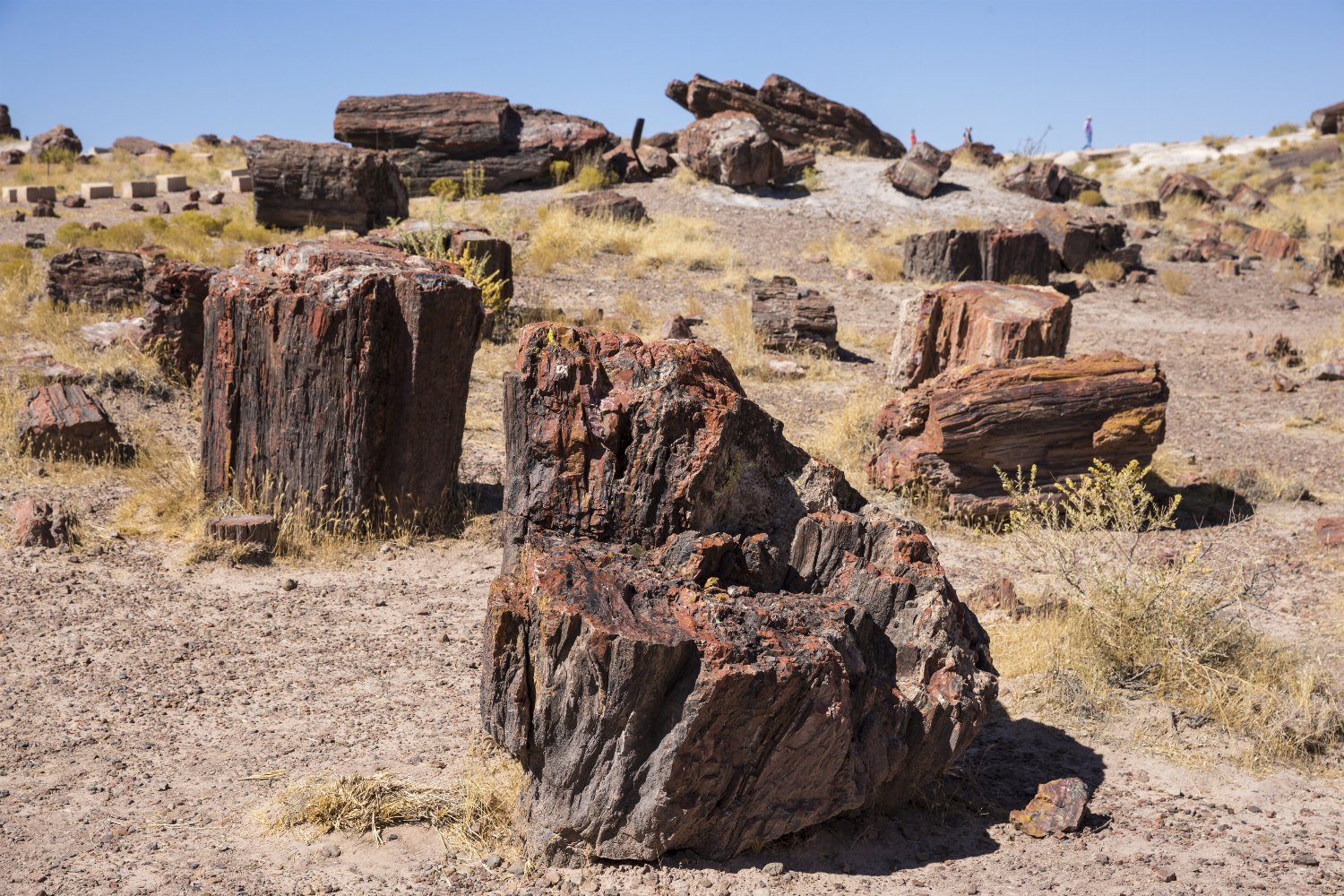 Petrified Forest National Park in Arizona